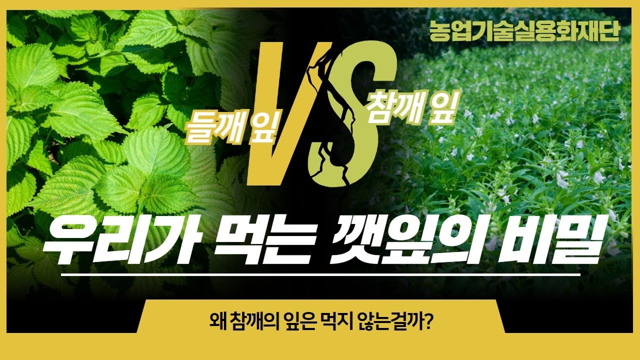 깻잎! 왜 들깨의 잎만 먹을까? (참깨의 잎을 먹지 않는 이유) - YouTube