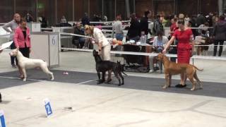 Muay Thai Warrior Sblack Dragon Pit Must Survive Выставка Скор 11 Декабря 2016 Г.