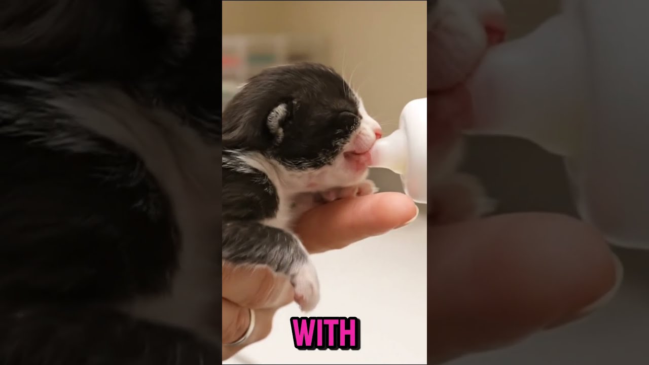 Tiny Kitten Found In Rain Becomes Family S MIRACLE Pet 
