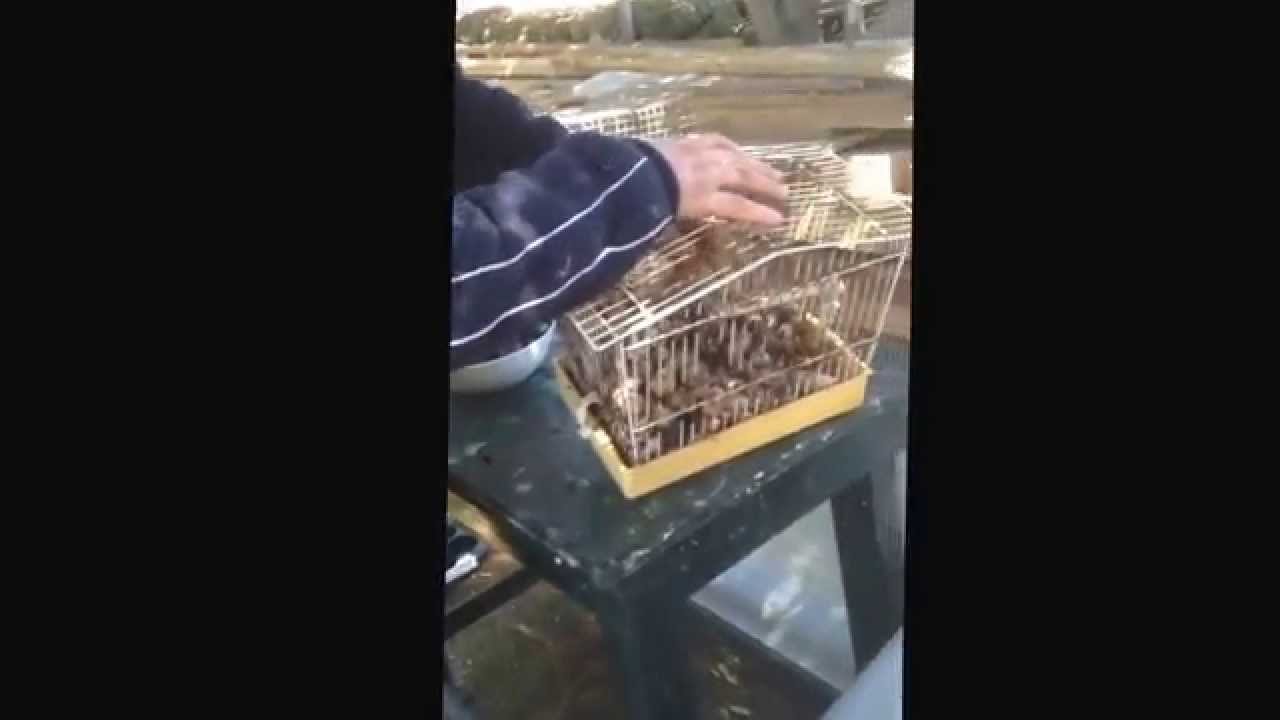 Snails in Malta YouTube