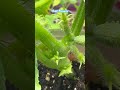 🌱Growing baby pickles indoor #garden #food #pickles #homegrown #freedom #selfsufficiency