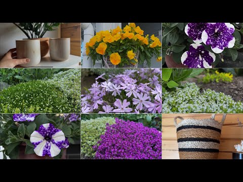 Покупки для дома 🏡 и прогулка по саду 🌿 цветёт тимьян, мох и другие почвопокровные растения. 20.06