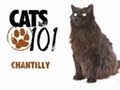 Chantilly | Cats 101