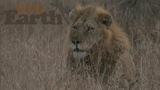 WildEarth - Sunset Safari - 17 July 2020