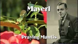 Download Lagu Mayerl - Praying Mantis