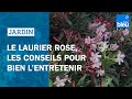 Planter un laurier rose  les conseils de roland motte