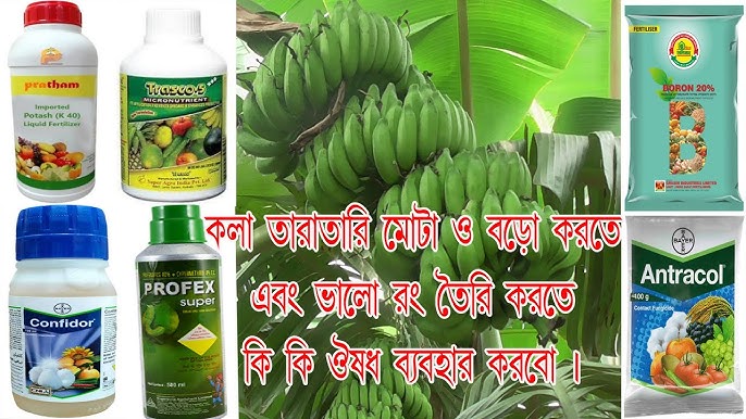 Mika Tan, porno aktrisa Lesbian porno