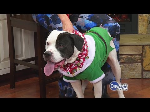 christmas-gifts-for-pets