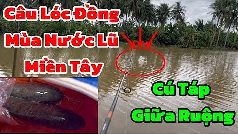 Câu Cá Lóc .”Rê Cá Lóc”, Mùa Lũ Tại Miền Tây , Đụng Ngay Cú Táp Hú Hồn