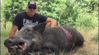 Huge Feral Hog In My Yard!