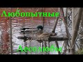 Влюблённая парочка уединилась в городской луже для продолжения потомства