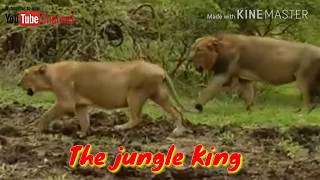 Gir Lion - The Jungle King Asiatic Lion