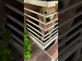 #trendingshorts #doglife #doglove