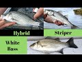 How to ID white bass, hybrids, & stripers 