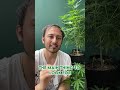 How much does a cannabis plant produce?