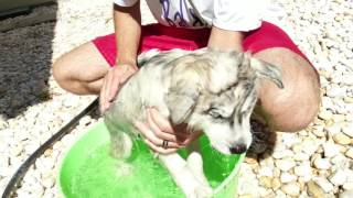 Siberian husky puppy's first bath outside by Justin 637 views 7 years ago 1 minute, 25 seconds