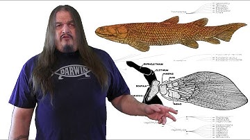 Systematic Classification of Life ep12 - Stegocephalia