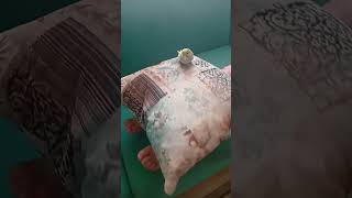 boncuğun yastıkta rahatlığı #muhabbetkuşu #sacitkral