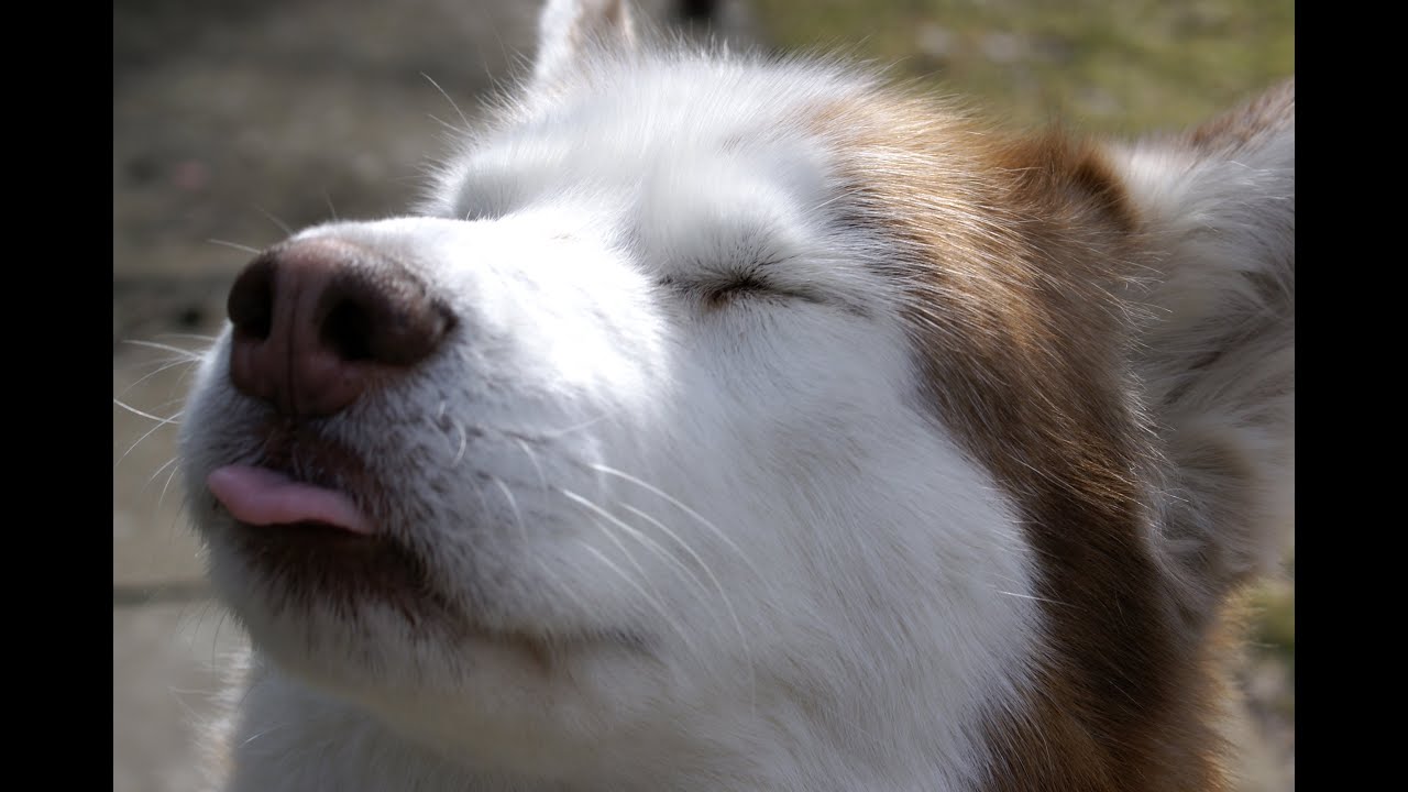 in memory of whiskey dog YouTube