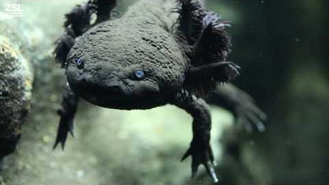 Introducing the Axolotl