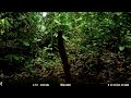 Male Coati, Nasua narica, foraging on a camera trap in Drake Bay, Costa Rica - March 12, 2023