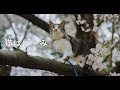 猫はにゃみ/Sakura Cat