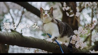 猫はにゃみ/Sakura Cat