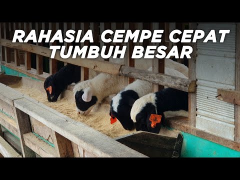 Video: Apa yang dimaksud dengan creep feeding?