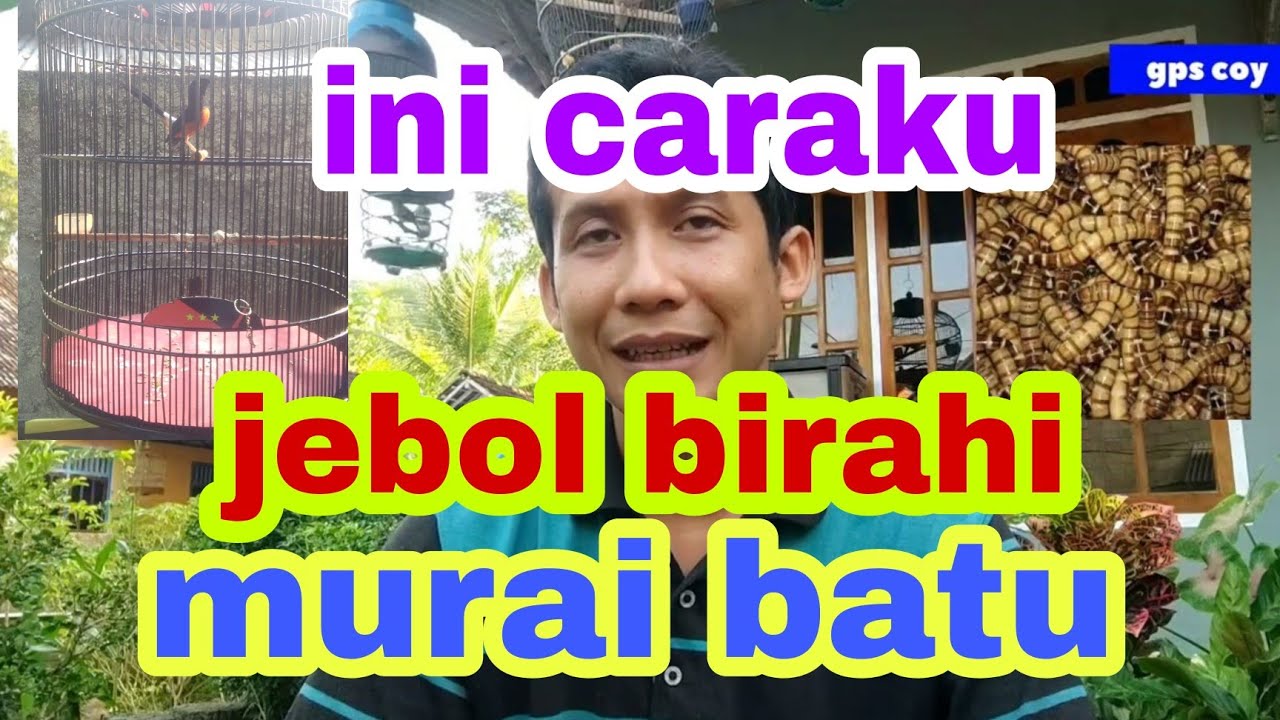 cara cepat jebol birahi murai batu biar dar der dor
