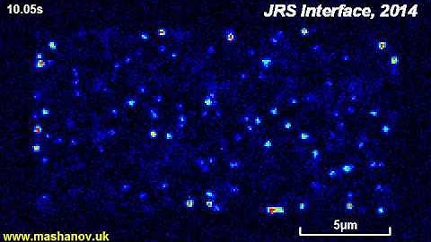 GMcellModel - Tetramers on cell membrane