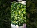 Day -12 Poi saag Malabar Spinach || 30 days video making challenge| #shorts #viral #trending