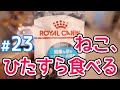 【カリカリ】ロイヤルカナンCARE健康な尿を維持したい成猫用のレビュー