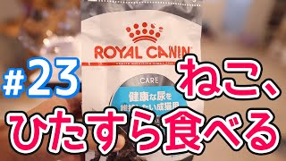 【カリカリ】ロイヤルカナンCARE健康な尿を維持したい成猫用のレビュー