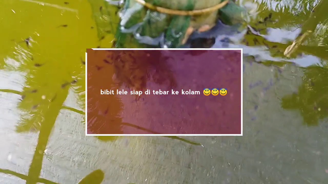 BIBIT LELE 🙂🙂🙂 