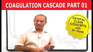 Coagulation Cascade | Part 1/12