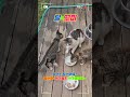 20250716달쪼꼬미236  #냥춘기,  #아기고양이,  #고양이,  #cat
