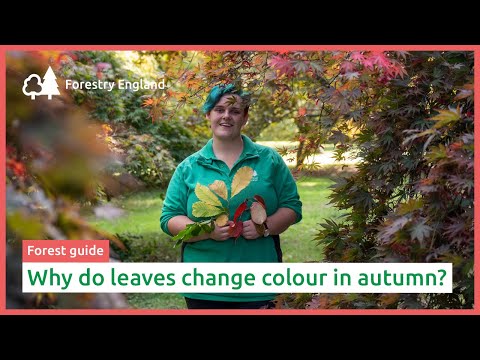 Videó: Miért változik a levelek színe az ősszel?