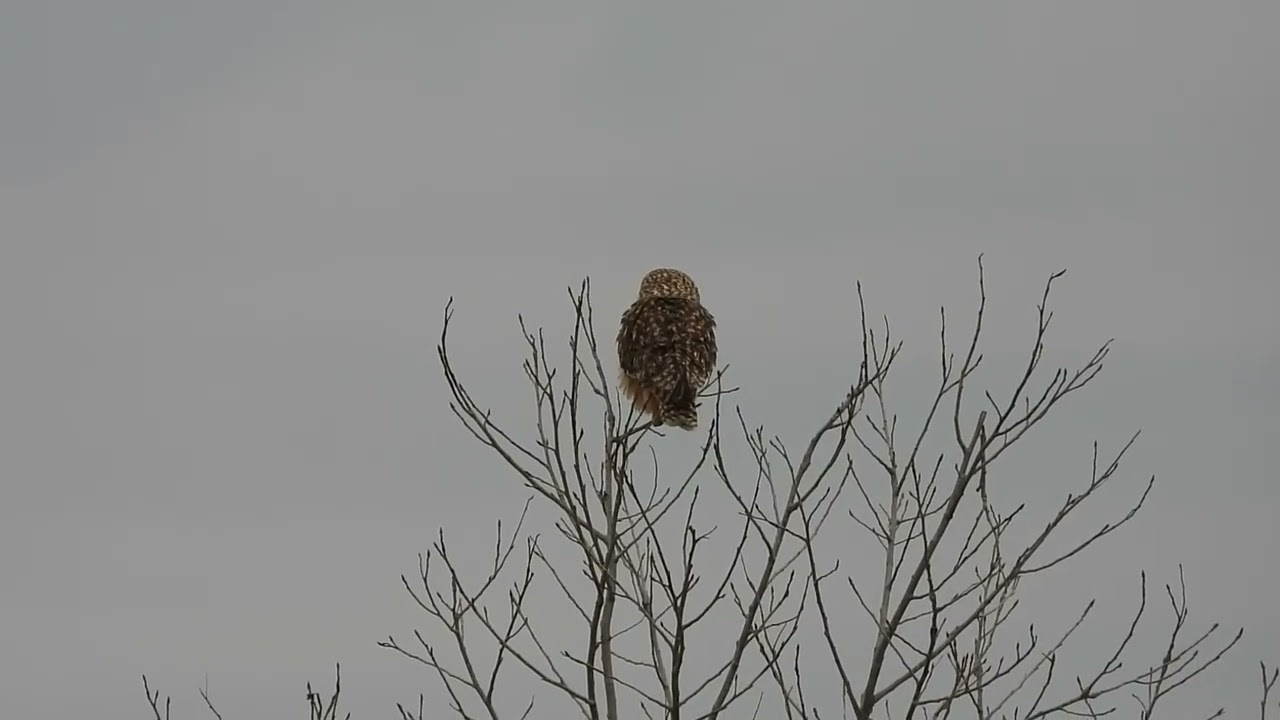Short Eared Owl on a Cloudy Day Compilation