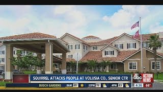 Angry squirrel attacks people at Volusia County Senior Center