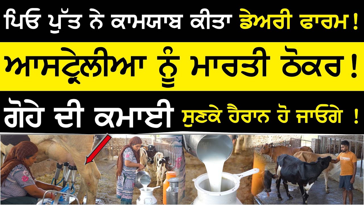 Best Dairy farm - ਪਿਓ ਪੁੱਤ ਨੇ ਕਾਮਯਾਬ ਕੀਤਾ dairy farm ! ਗੋਹੇ ਦੀ ਕਮਾਈ ਸੁਣਕੇ ! Ucha Dhakala Gurdaspur