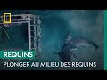 Plongée Au Milieu De Requins Bouledogues Affamés