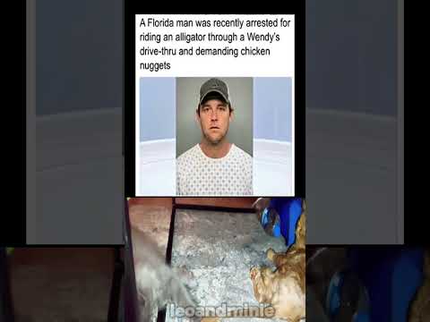 A Florida man was recently arrested for riding an alligator through a Wendy's drive-thru