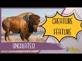 Ungulates hooves horns and antlers creature feature series