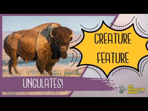 Video: Ungulate animals: classification and structural features