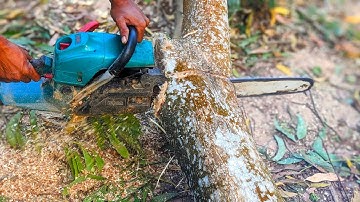 Dangerous leaning tree cutting... STIHL ms 881. Tree cutting skills