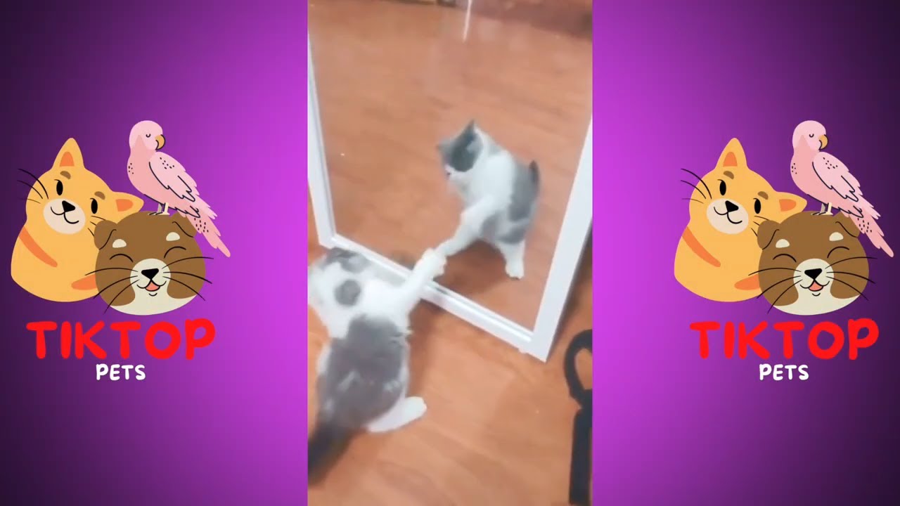 🤩 AMAZING BEST PETS COMPILATION 7 🤩Subscribe for more compilations🤩TIKTOP PETS 👉 bit.ly/3qnZNu4