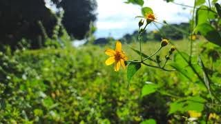 Oppo a9 2020 slomotion  video sample screenshot 4