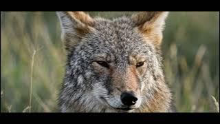 Alpha Wolves: How They REALLY Lead the Pack (It's Not What You Think!)