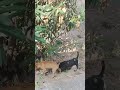 Cute puppies playing viral shorts puppy