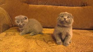 шотландские котята. шотландские котята.